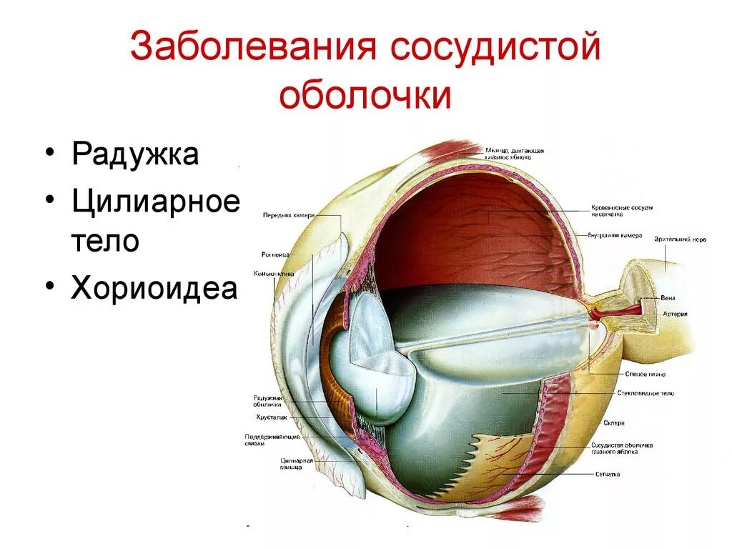 Заболевания сосудистой оболочки. Сосудистая оболочка глаза ресничное тело. Сосудистая оболочка глаза радужка. Анатомия глаза цилиарное тело. Строение Радужки и цилиарного тела.