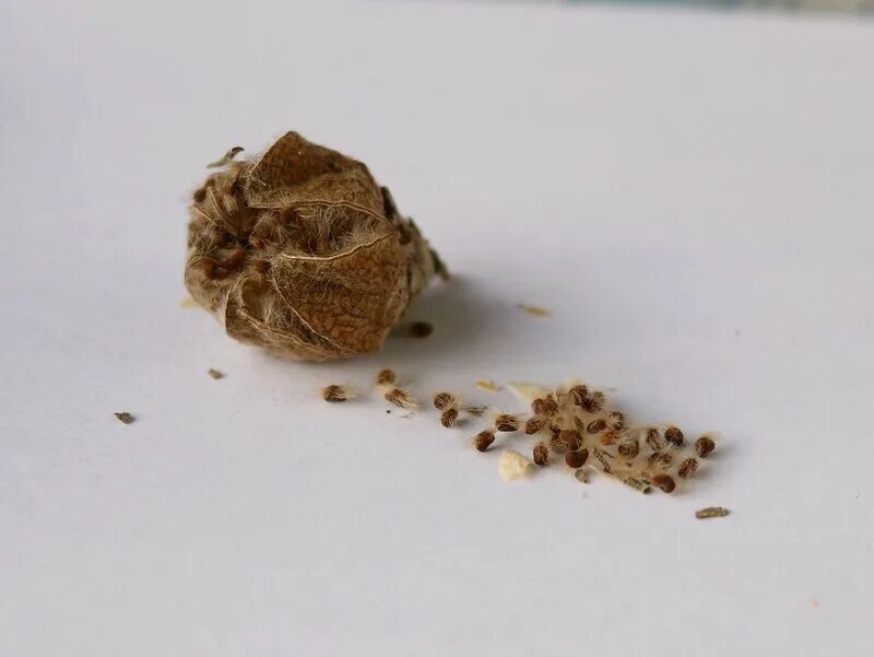 Семена гибискуса сирийского. Семенная коробочка лилейника. Гибискус семенная коробочка. Семенная коробочка гибискуса травянистого.