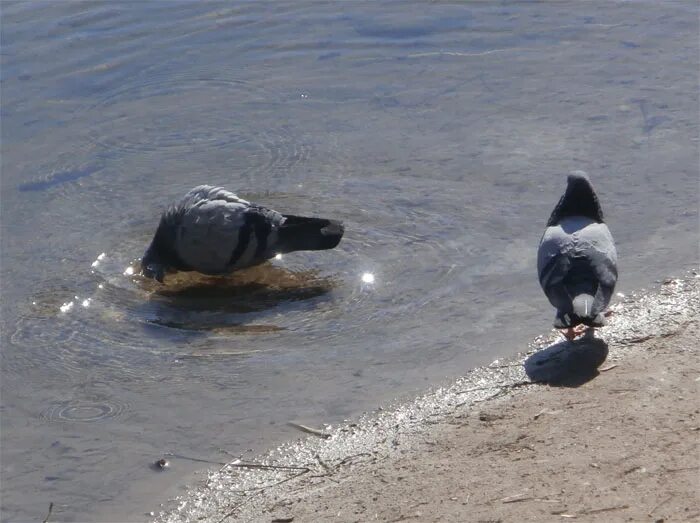 Голубь пьющий воду. Голуби пьют воду. Голубь пьет. Голубь пьет из лужи.