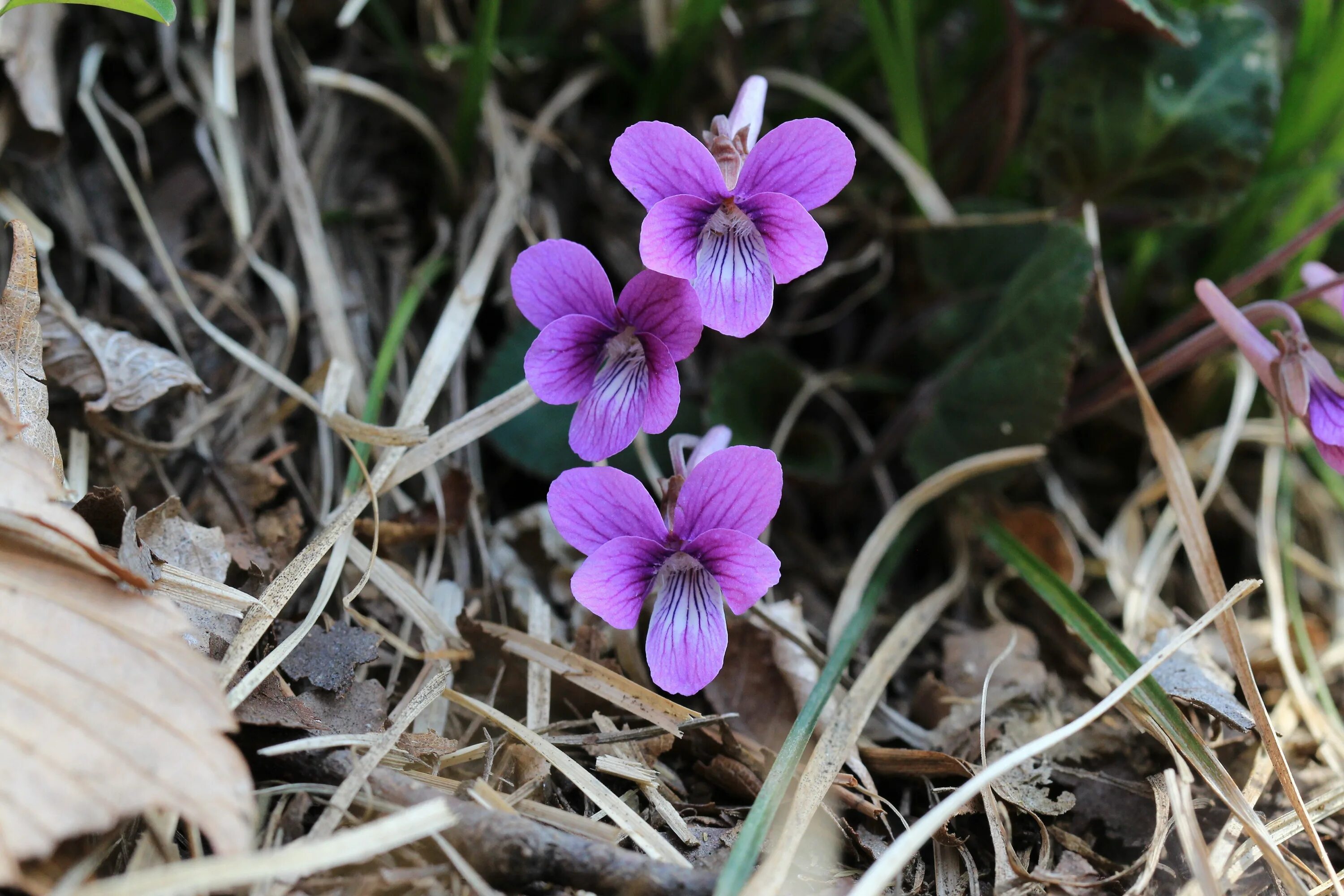 Дикий цветок на русском. Фиалка надрезанная Viola Incisa. Лесная фиалка надрезанная. Фиалка крийская. Фиалка Лесная фиалка.