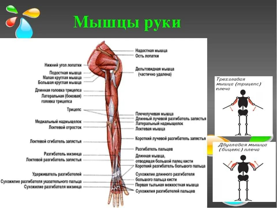Анатомия мышц рук человека. Строение мышц руки. Мышцы руки схема. Мышцы рук название. Мышцы руки анатомия.