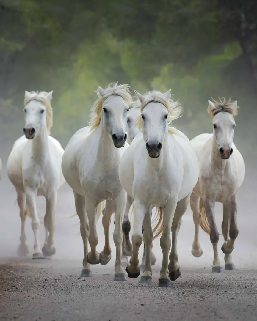 Несколько лошадок. Стадо лошадей. Табун белых лошадей. Табун лошадей. Много лошадей.