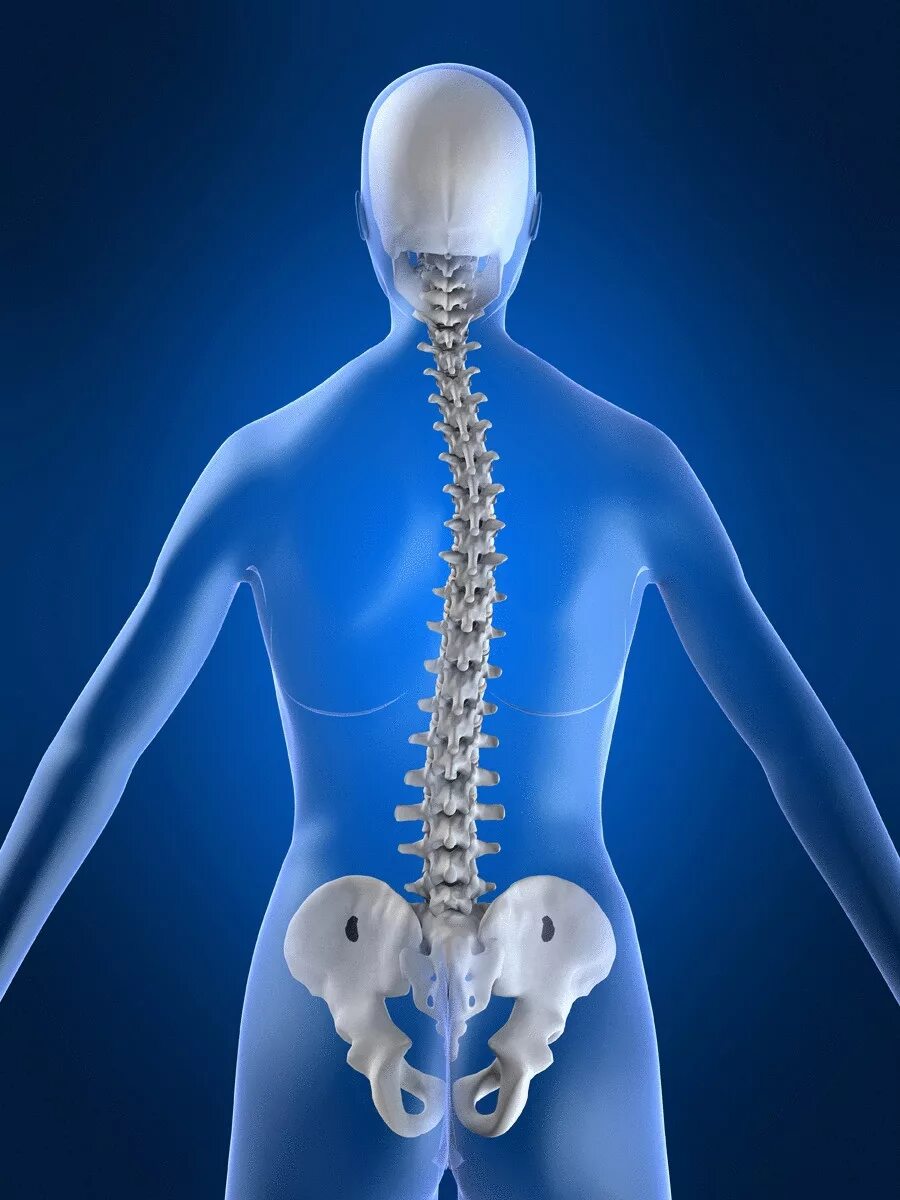 Новосибирский центр позвоночника. Позвоночник. Центры патологии позвоночника. Неврология позвоночник. Центры патологии позвоночника.