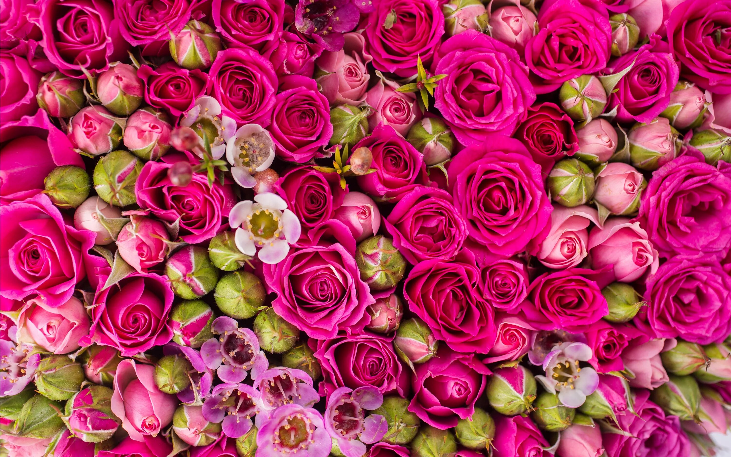 Rose background