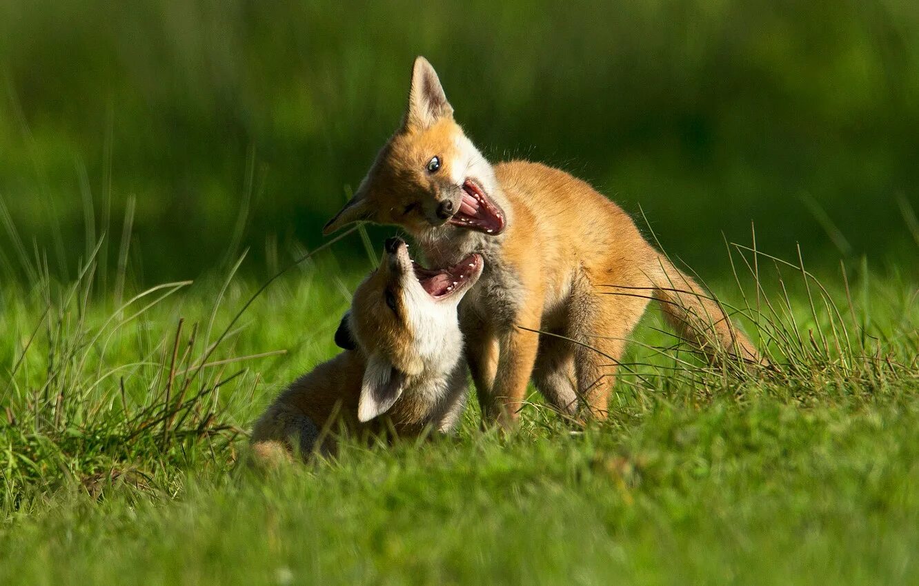 Лиса. Милые лисята. Лисен. Детеныш лисы. Счастливая лисица.