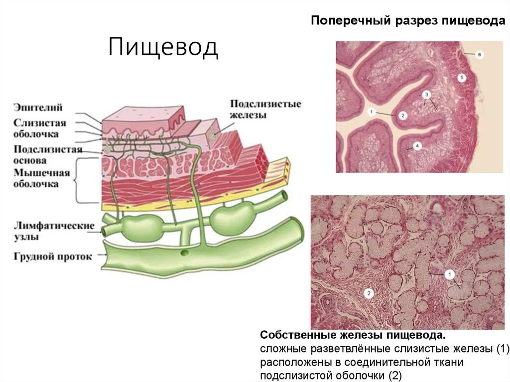 Строение оболочек стенки пищевода. Строение стенки пищевода слои. Слои стенки пищевода анатомия. Слои стенки пищевода гистология. Клетки пищевода