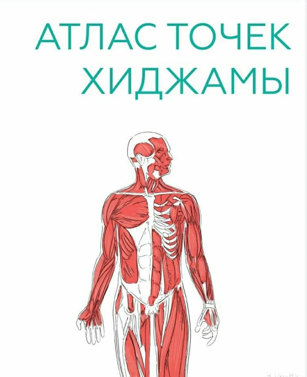 Хиджама атлас точек для мужчин. Хиджама атлас точек. Атлас точки. Точки хиджамы схема. Точки хиджама атлас точек.