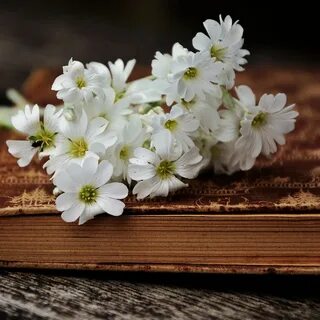 Lay flowers