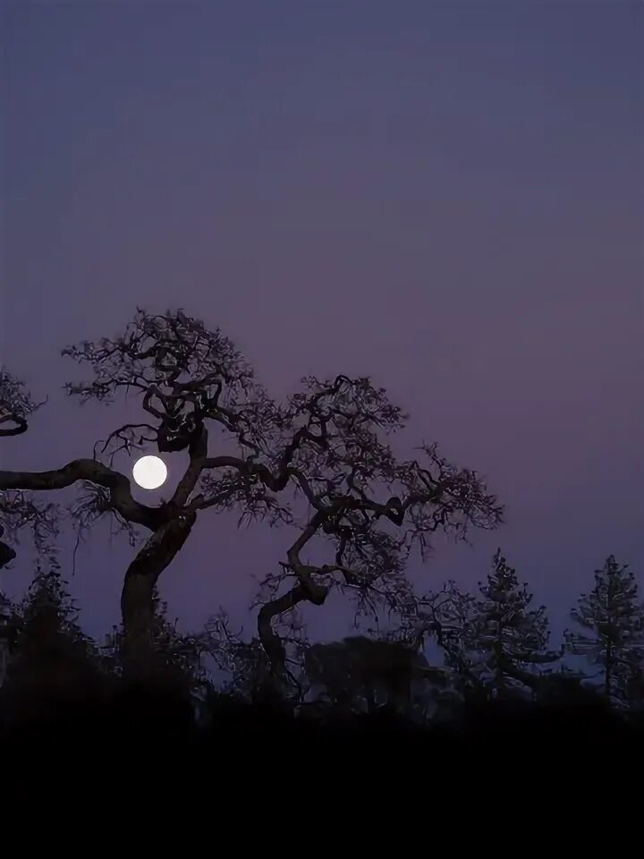 Дерево ночью. Природа ночью. Луна и дерево. «Ночь в лесу». Мечта asenssia lunar