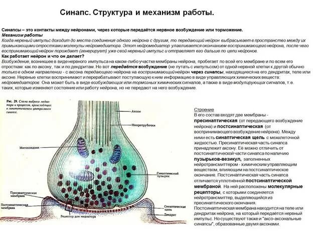 Синапс процесс. Синапс процесс