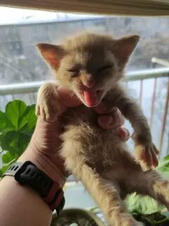 Котята выросли немножко а есть из блюдца