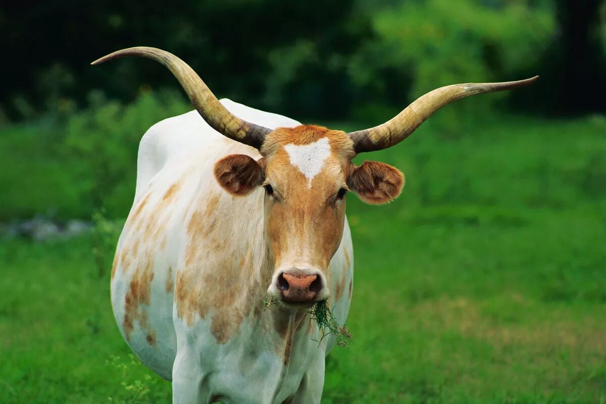 Корова. Рогатая корова. Рога коровы. Вол животное.