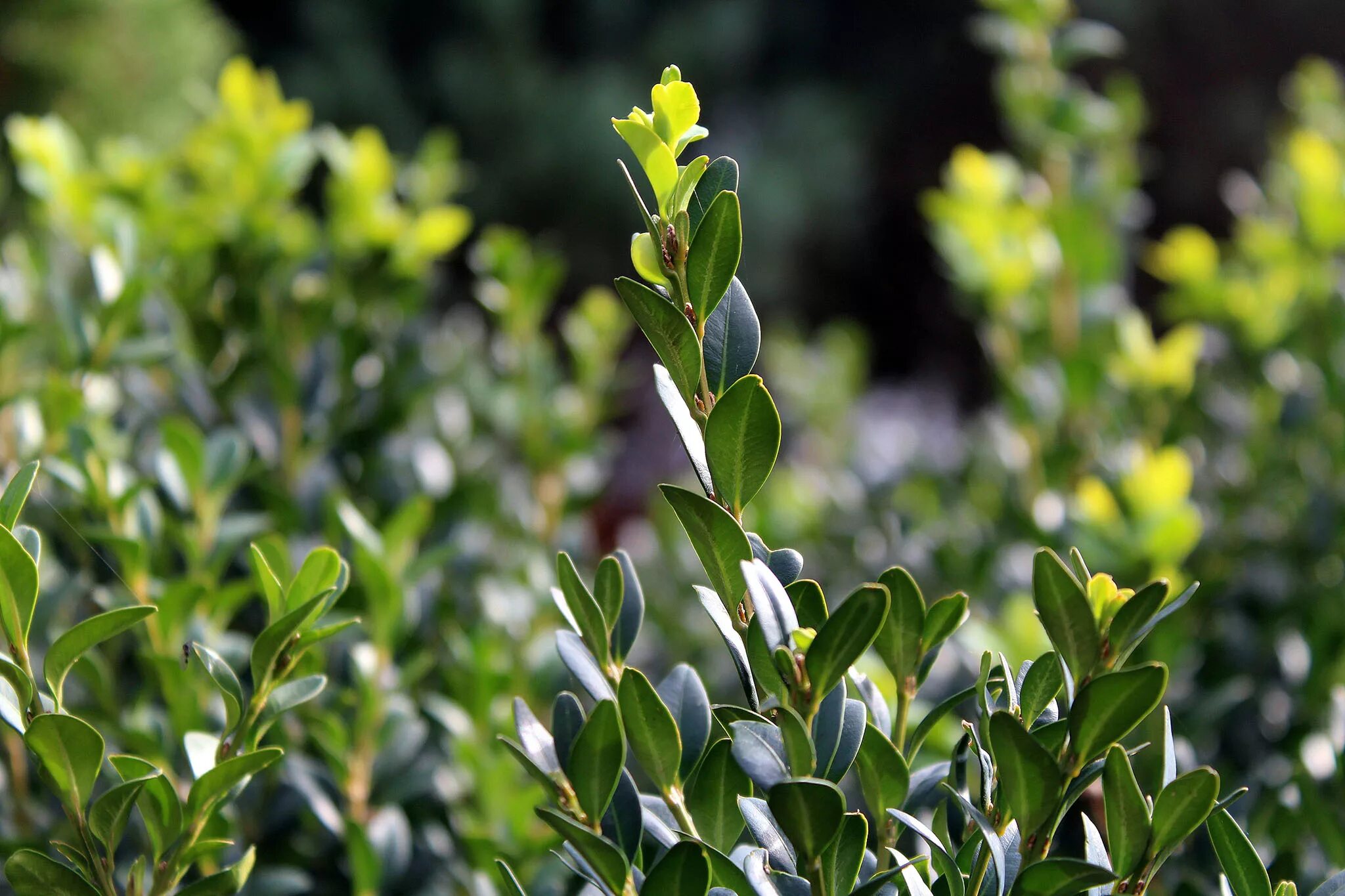 Самшит Буксус. Buxus sempervirens самшит. Самшит Буксус вечнозеленый. Буксус (самшит) куст. Фото вечнозеленых растений