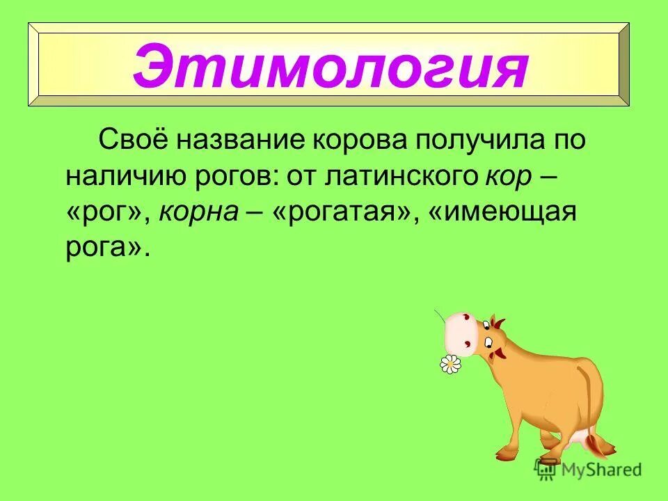 Слоги в слове корова. Этимология слова корова. Корова происхождение слова этимология. Происхождение слова корова. Как произошло слово корова.