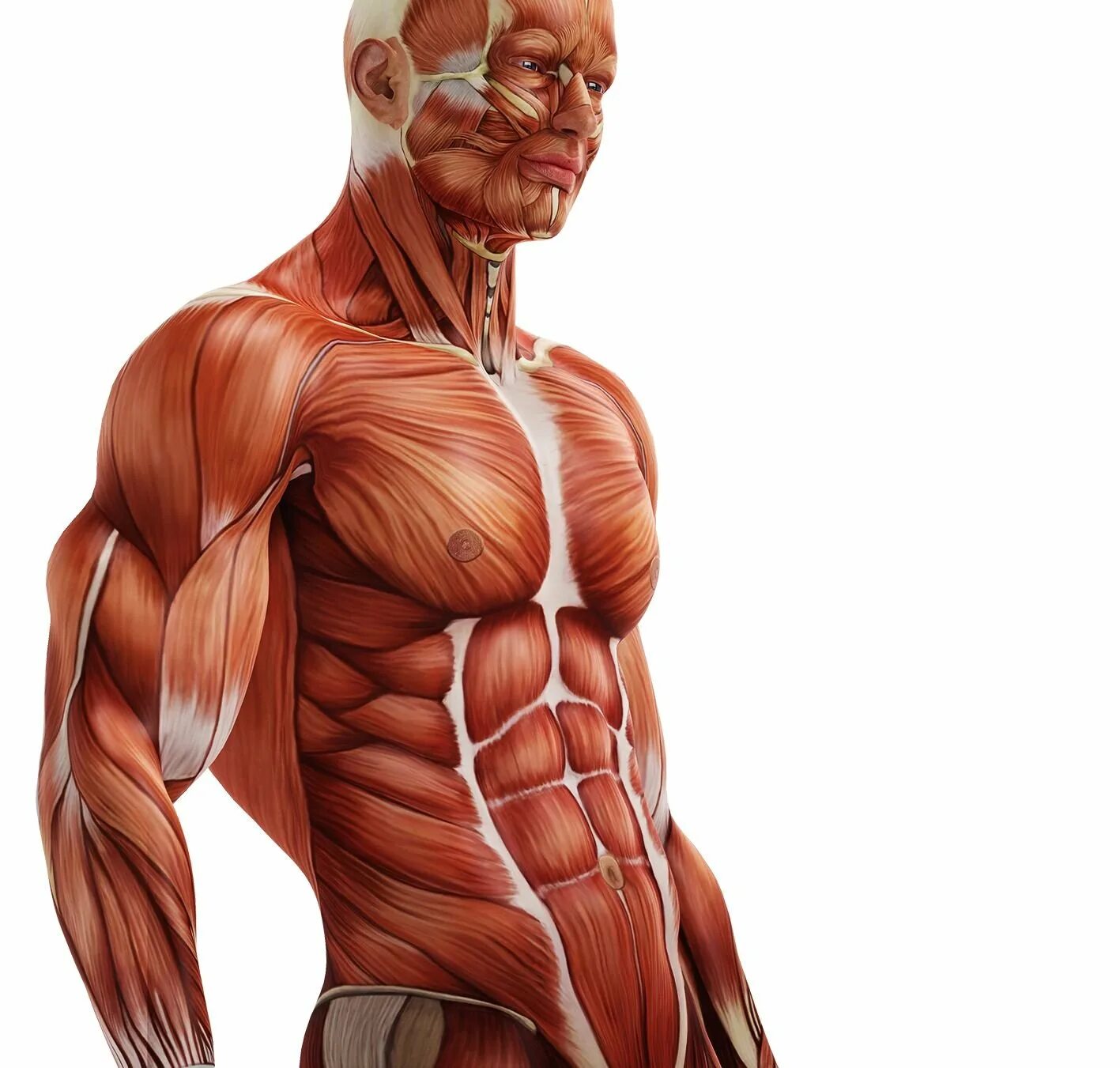 Мышцы орган человека. Мышцы. Мышцы человека. Анатомия мышц. Мышцы тела анатомия.