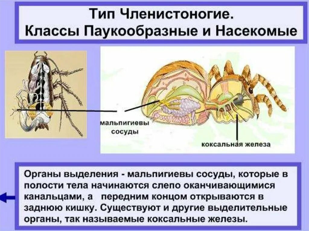 Представители какого класса имеют мальпигиевы сосуды. Выделительная система мальпигиевы сосуды. Мальпигиевы сосуды паука. Мальпигиевы сосуды у паукообразных. Коксальные железы паукообразных.