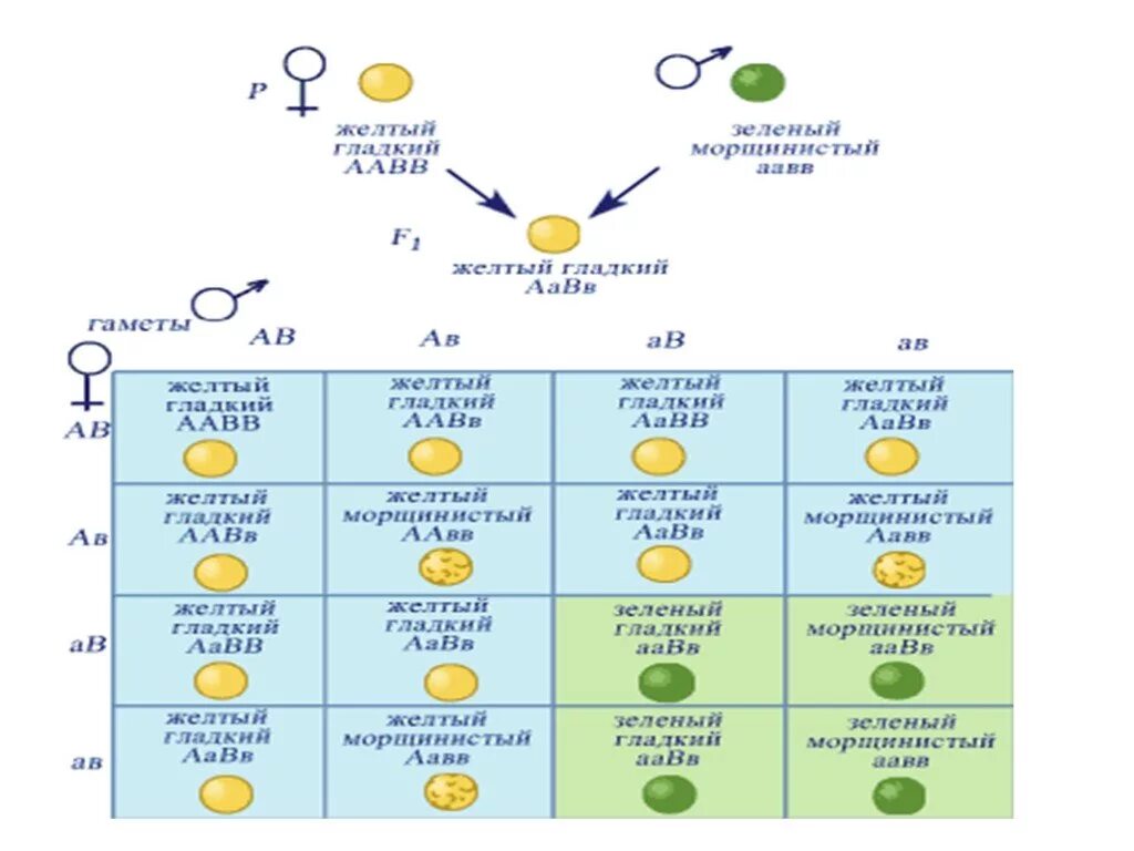 Дигибридное скрещивание аавв аавв. Биология 10 дигибридное скрещивание. Дигибридное скрещивание презентация 10 класс. Дигибридное скрещивание биология 10 класс. Закономерности наследования дигибридное скрещивание 10 класс.