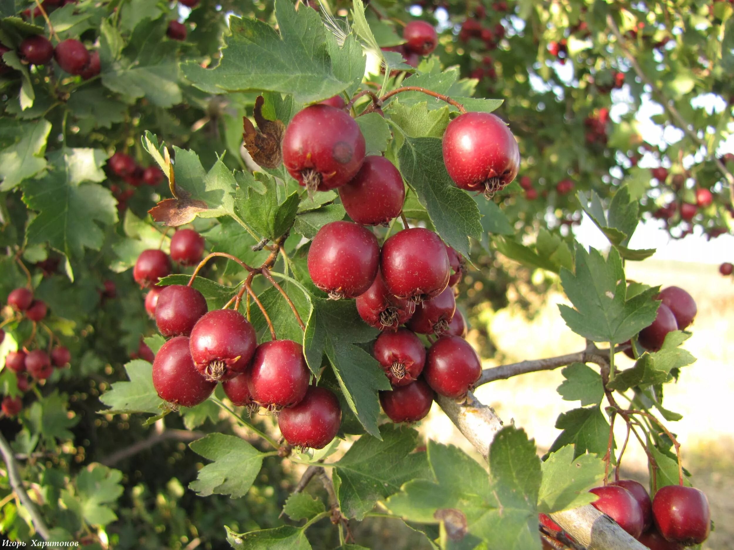самарская лука боярышник волжский. боярышник волжский (crataegus volgensis. боярышник волжский фото. волжский боярышник молочай. волжский боярышник.