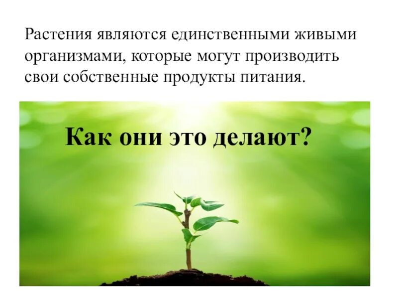 Почему растения живые организмы. Продовольственными растениями являются. Растения на я. Почему растения считаются живыми организмами. Почему растения являются производителями.