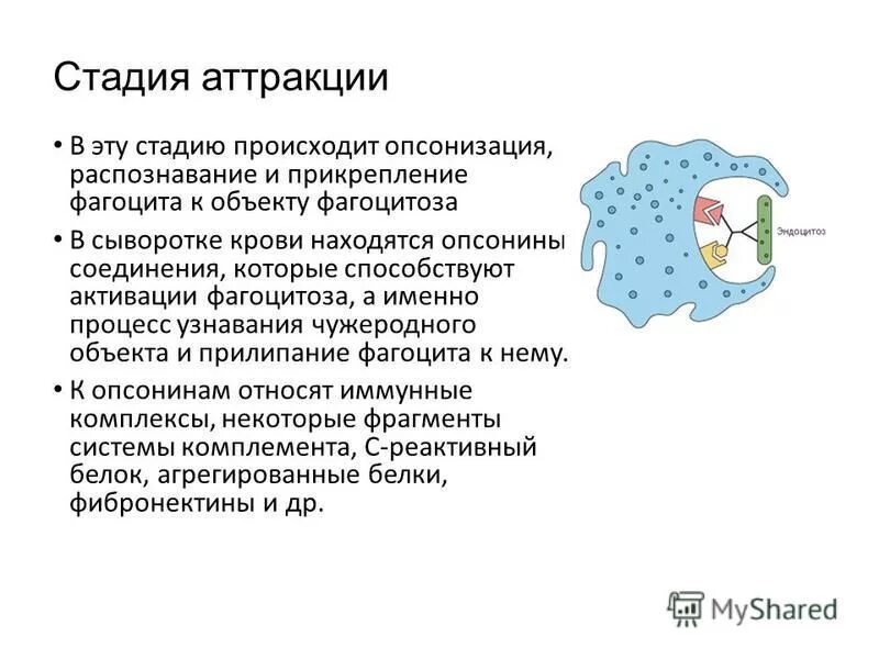 На данном этапе происходит обработка и распознавания