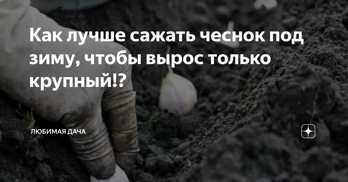 Схема посадки чеснока под зиму. Расстояние при посадке чеснока под зиму. Схема посадки чеснока осенью под зиму. После чего чеснок сеять под зиму.