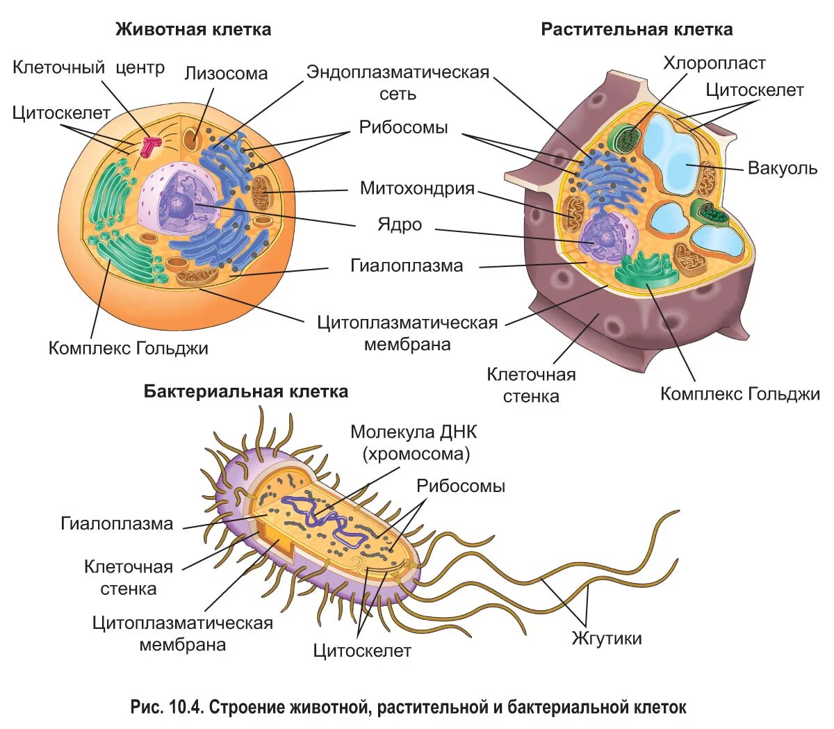 Общий план строения клетки схема. Общий план строения эукариотических клеток. Строение животной клетки эукариот. Строение и основные структурные компоненты клетки.