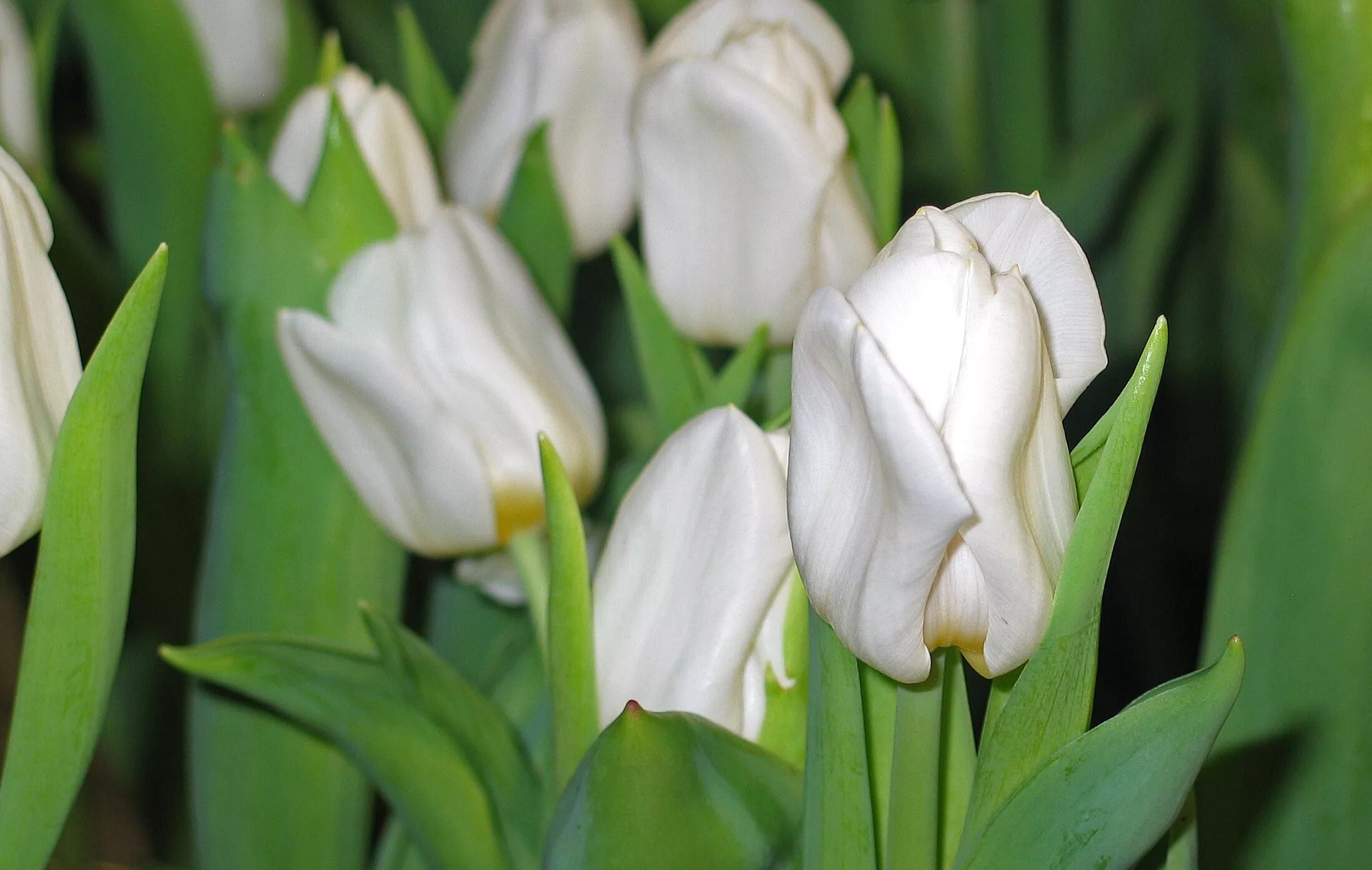 White tulip. Тюльпан уайт прауд. kansas proud тюльпан. тюльпан white spring green. тюльпан арктика.