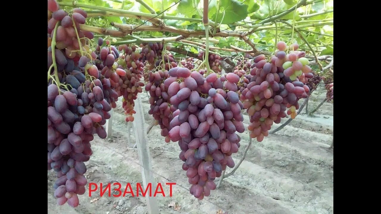Виноград ризамат. Виноград ризамат ота. Виноград ризомат. Виноград ризомат. Виноград розовый ризамат.