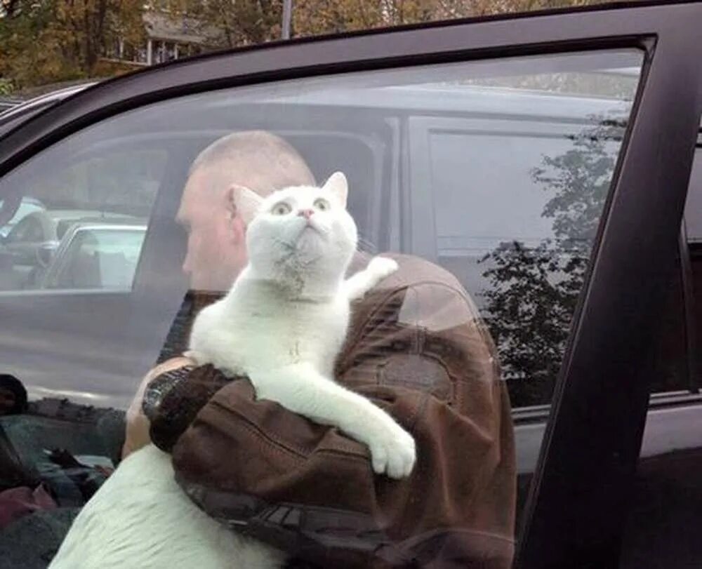 Коты ездят. Кот в машине. Котик на автомобиле. Кот на тачке. Кот в машинке.
