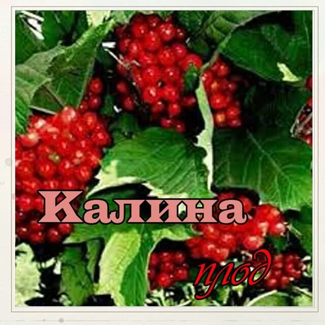 калина красная я у залеточки характер. калина красная ноты. текст песни калина. песни калина красная. ян френкель калина красная ноты.