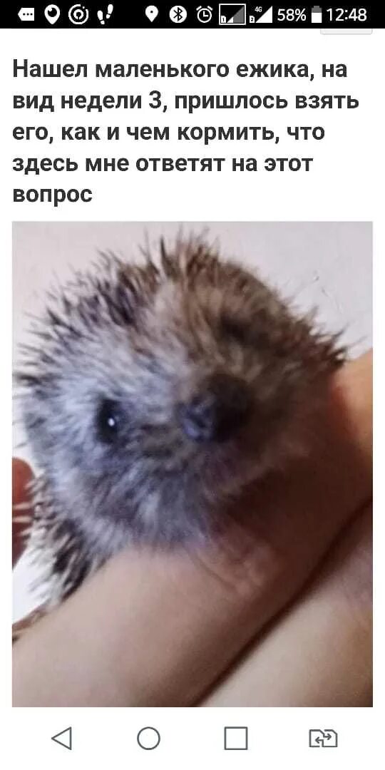 Сбитый еж