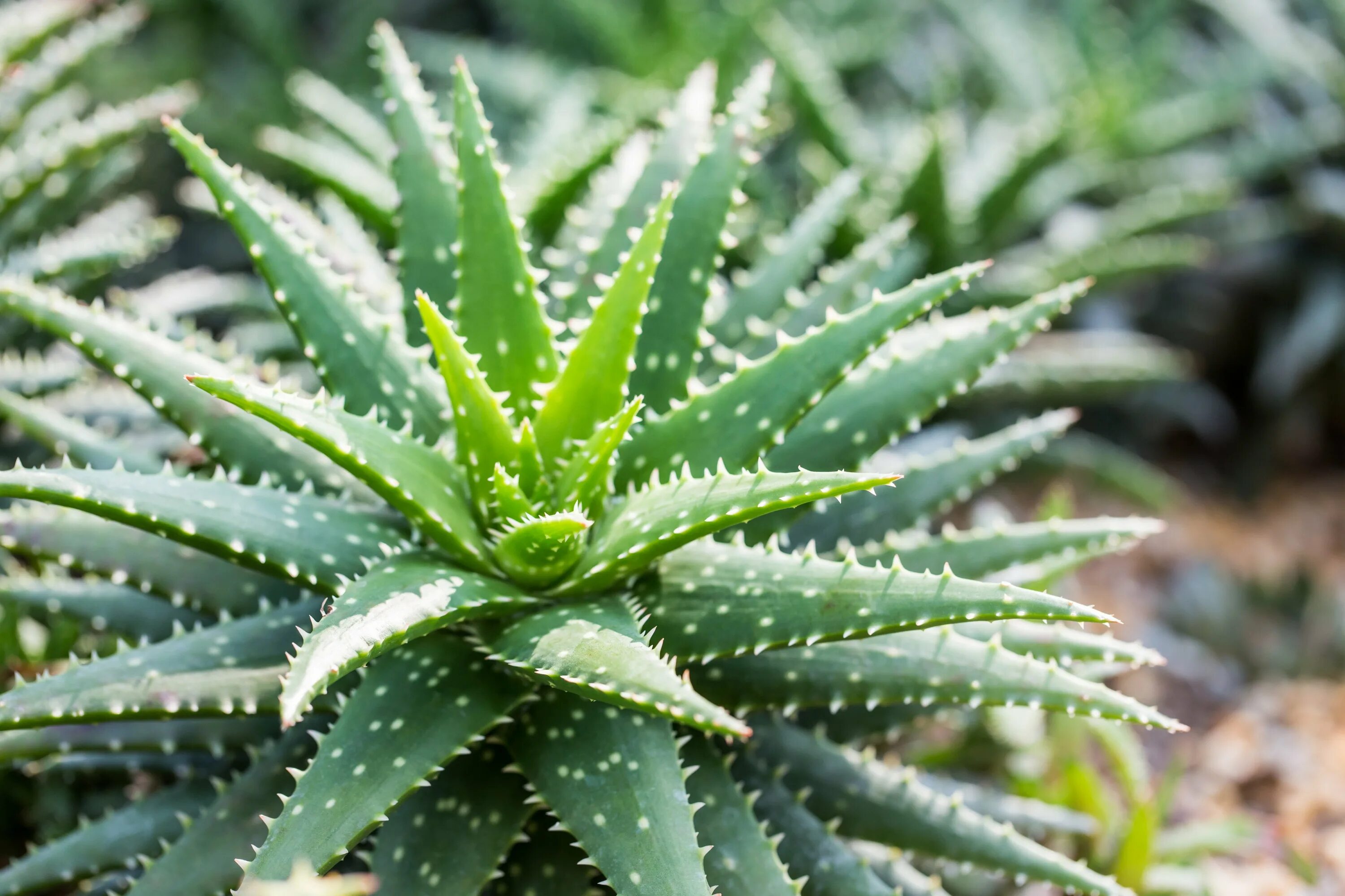 8 aloes. Алоэ столетник растение.