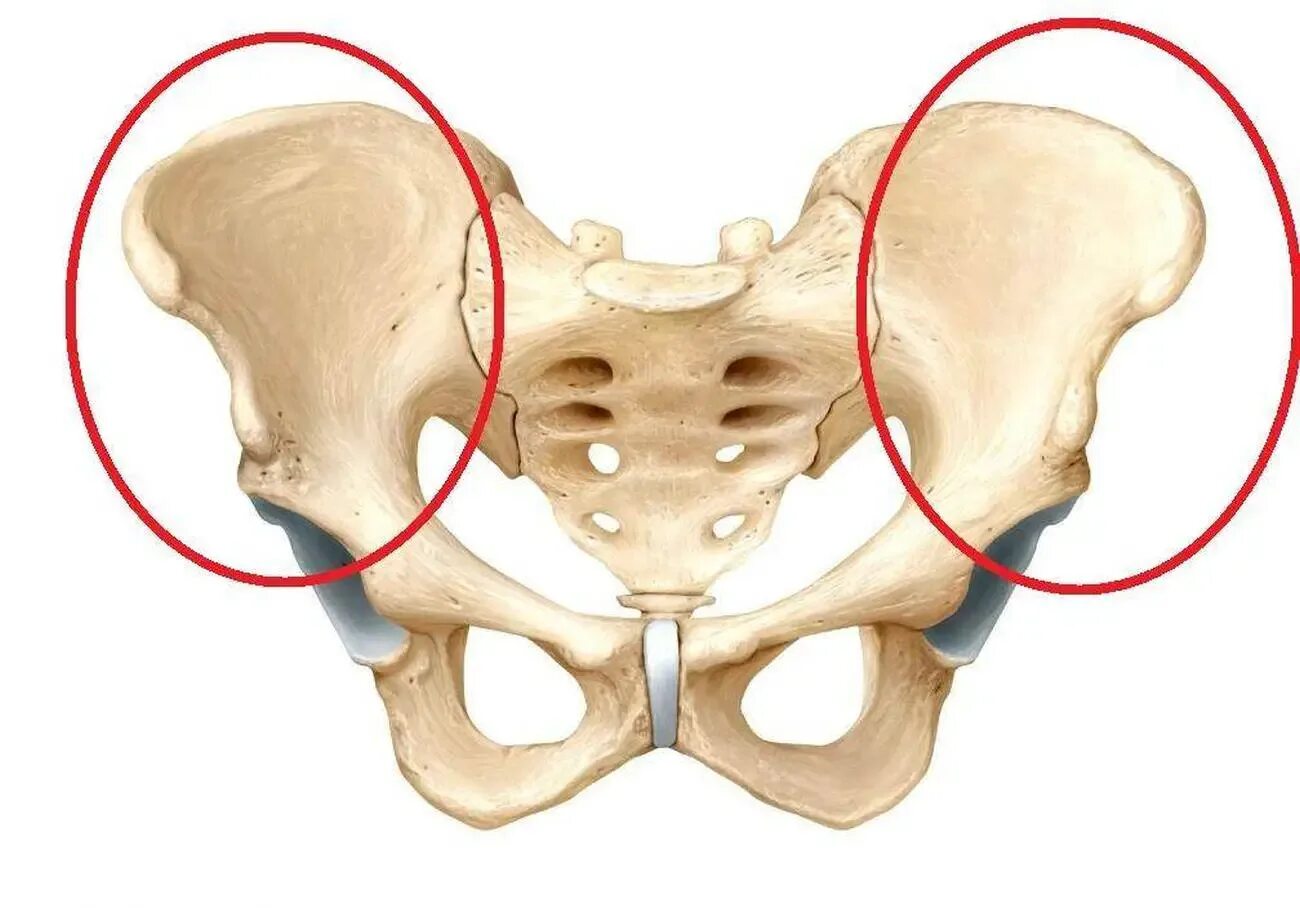 Подвздошная кость болит. Сакроилеит крестцово-подвздошного сустава. Лонная кость строение таза. Крестцовоподвдошный сустав. Кросцовоподвздошный сустав.