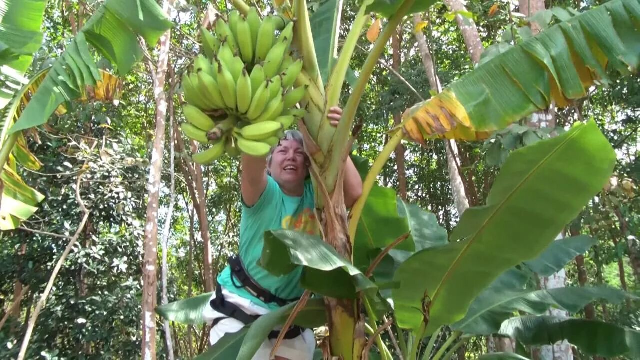 Видео где банан. Банановое дерево и человек. Собирают бананы. Сбор бананов с пальмы. Как растут бананы.