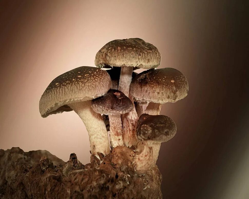 Шиитаке Lentinus edodes. Шиитаке Shiitake (Lentinula edodes). Шиитаке съедобные грибы. Грибы японские шитаки.