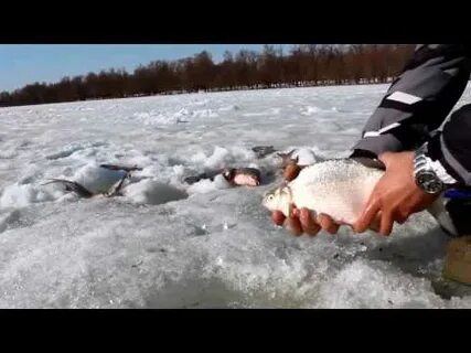 Клев омск