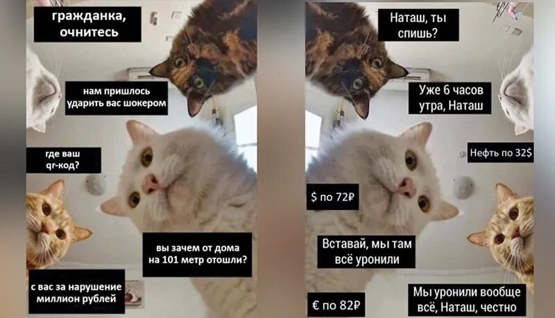 Мем 4 кота. Наташа мы все уронили коты ме. мемы с котом. кот мем. мем наташа мы все уронили.
