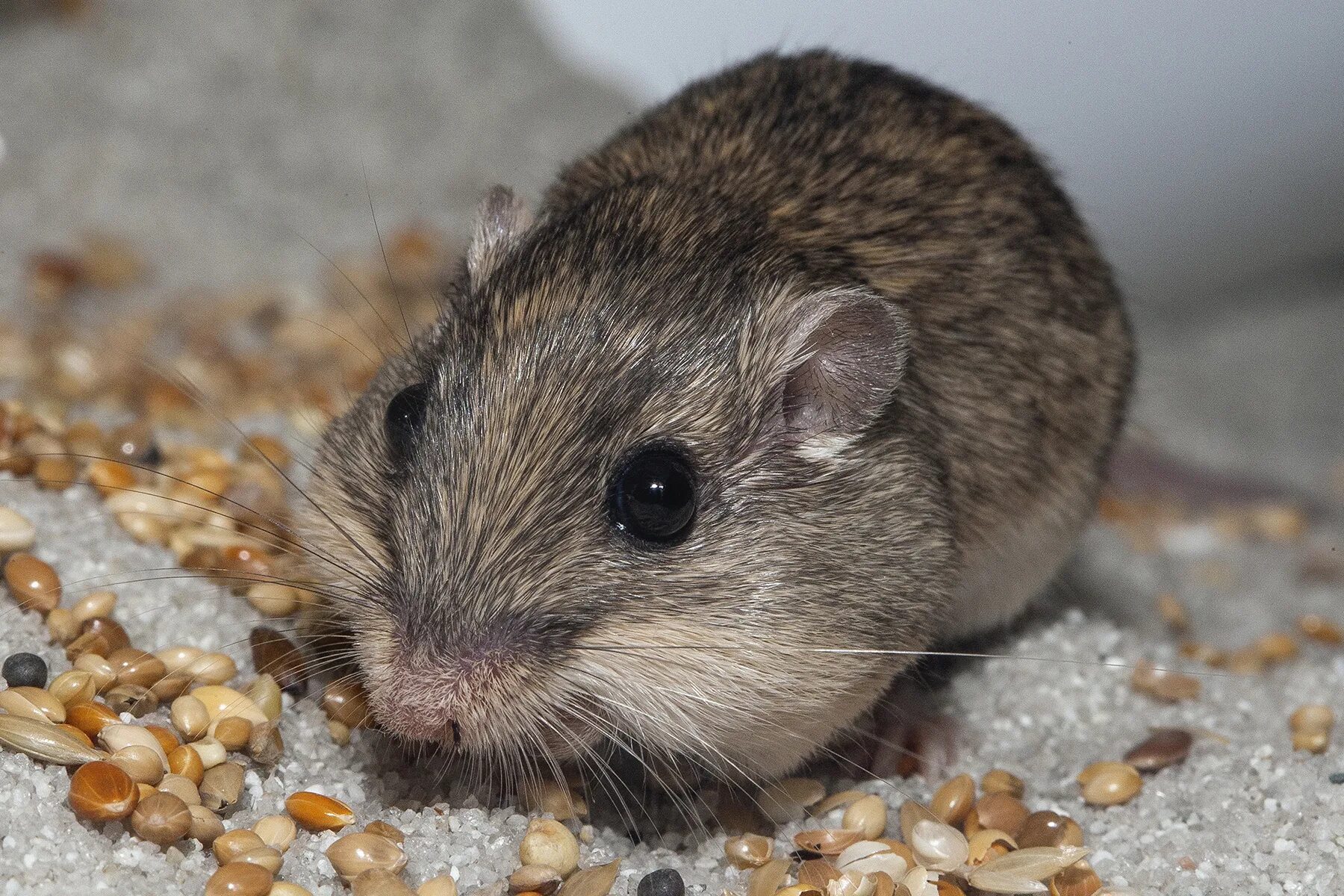Хомячок серый (Cricetulus migratorius). Малоазиатская иглистая мышь. Крысовидный хомячок. Желтогорлая мышь. Хомяки полевки