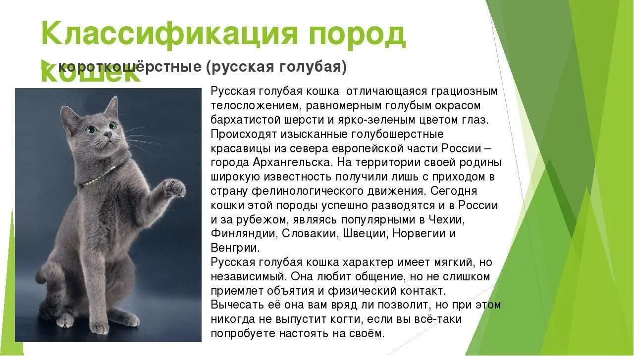 Породы кошек с названиями. Описание кошки. Доклад про русскую голубую кошку. Описание русской голубой. Описание голубой кошки.