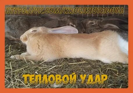 Крольчиха сдохла