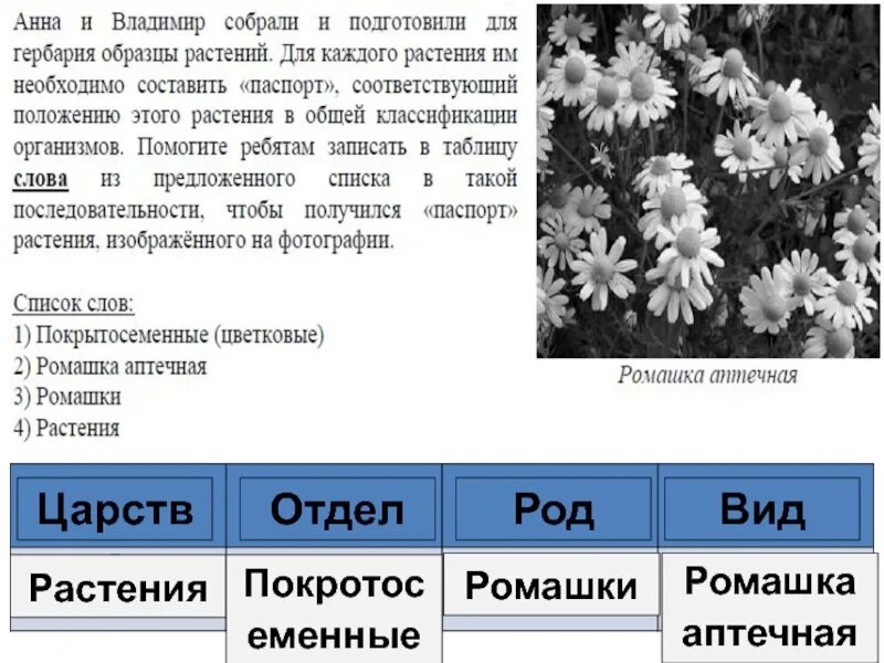 Ромашка аптечная царство отдел род вид. Ромашка аптечная царство род вид. Ромашка род вид.