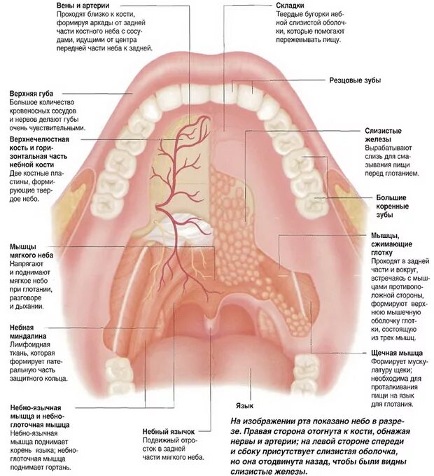 Боли во рту форум. Твердое небо анатомия строение. Твердое небо и мягкое небо анатомия. Ротовая полость строение твердое небо.
