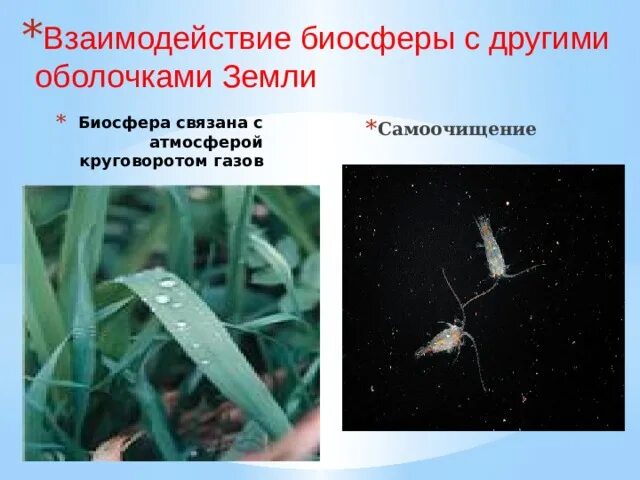 Взаимодействия биосферы с другими оболочками земли относятся. Связь биосферы с другими оболочками земли. Взаимодействие биосферы с другими оболочками. Взаимосвязь биосферы с другими оболочками. Схема взаимодействия биосферы с другими оболочками.