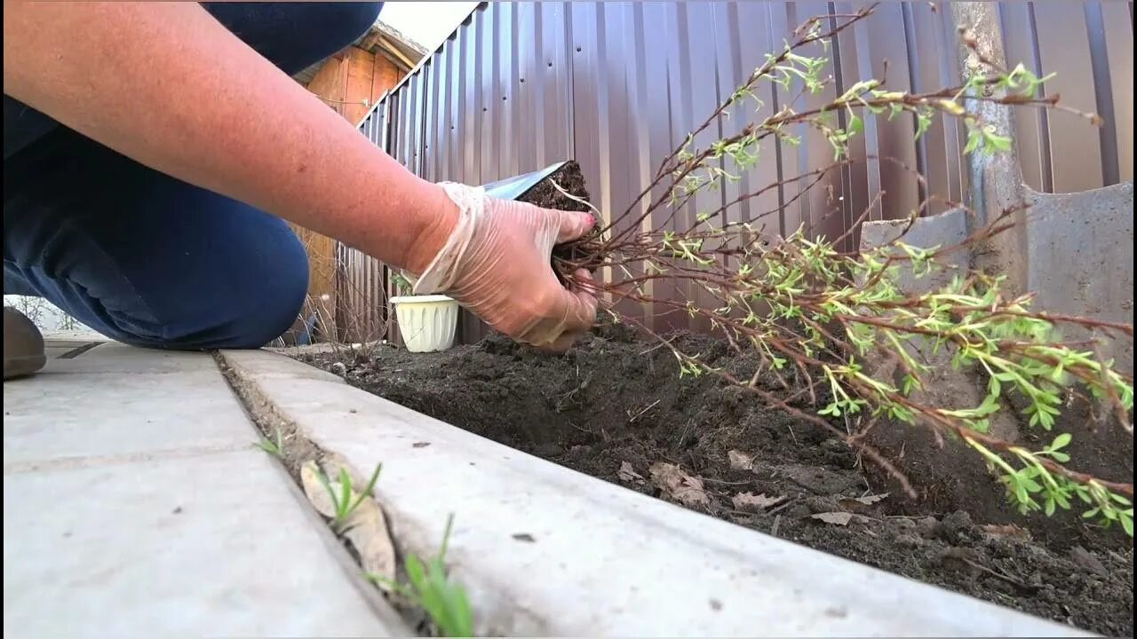 Как посадить лапчатку