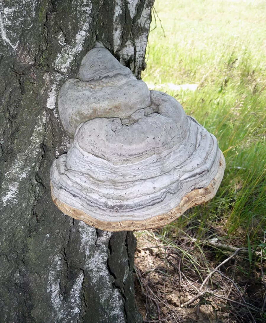 Есть гриб трутовик. Трутовик настоящий fomes fomentarius. Трутовик Майский - Polyporus ciliatu. Трутовик обыкновенный fomes fomentarius. Гриб трутовик настоящий.