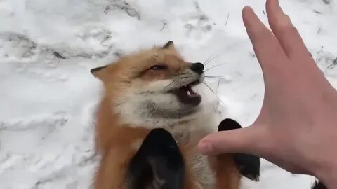 Лиса алиса видео