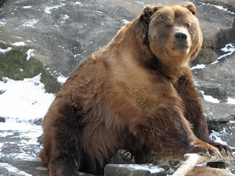 Бурый медведь Кадьяк. Большой бурый медведь Кадьяк. Kodiak медведь. Кадьяк (медведь) бурые медведи.