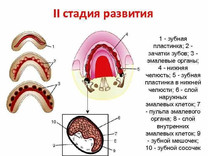 Стадии развития зуба. Зубная пластинка развитие зуба. Зубная пластинка эмалевый орган. Стадии развития зуба стадия колпачка.