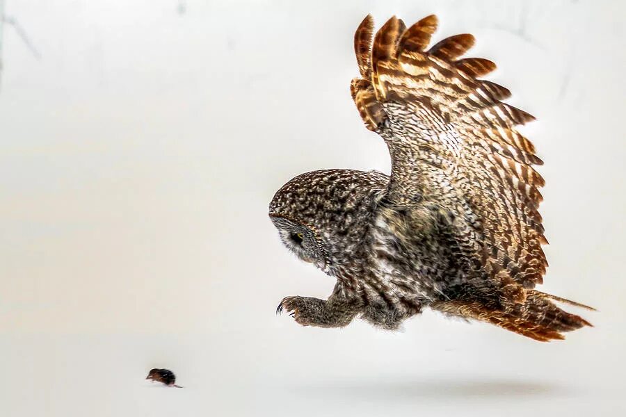 Бородатая неясыть. Сова охотится на мышь. Энтони горовиц совы охотятся ночью. Сова охотится. Сова охотится.