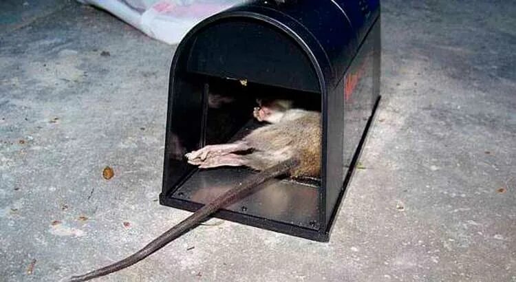 Хитрые ловушки для крыс. Поймать крысу игра. Капкан для крупных крыс. Сон поймать крысу руками. Ловушка для мышей.